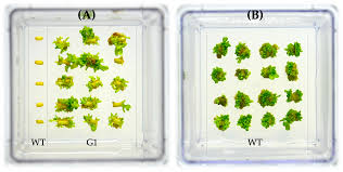 Attēlu rezultāti vaicājumam “Populus x berolinensis leaf”