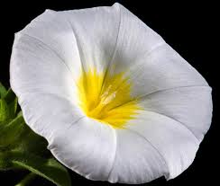 Image result for Convolvulus tricolor