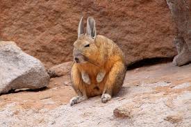 Image result for viscacha