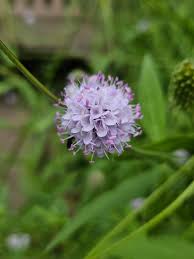 Image result for Succisella inflexa