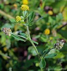 Attēlu rezultāti vaicājumam “Medicago lupulina fruit”