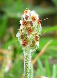 Attēlu rezultāti vaicājumam “Plantago uniflora flower”