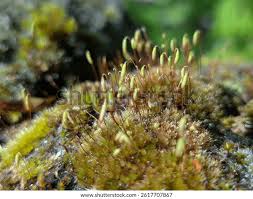 Attēlu rezultāti vaicājumam “Bryum amblyodon sporophyte”