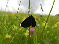 Attēlu rezultāti vaicājumam “Odezia atrata”