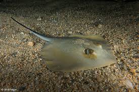 Image result for Dasyatis pastinaca