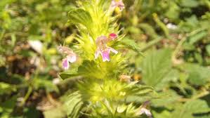 Attēlu rezultāti vaicājumam “Galeopsis bifida flower”