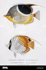 Attēlu rezultāti vaicājumam “Clitellaria ephippium”