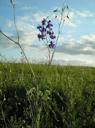 Image result for Consolida regalis