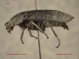 Attēlu rezultāti vaicājumam “Silpha sp.”