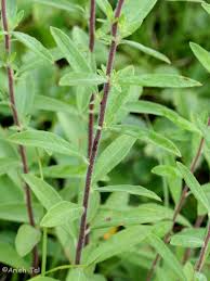 Attēlu rezultāti vaicājumam “Cistaceae”