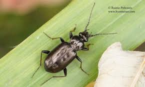Attēlu rezultāti vaicājumam “Loricera pilicornis”