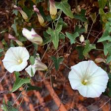 Attēlu rezultāti vaicājumam “Calystegia inflata flower”