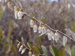 Attēlu rezultāti vaicājumam “Chamaedaphne calyculata”