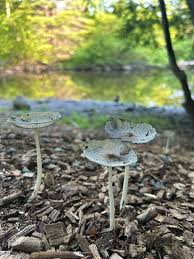 Attēlu rezultāti vaicājumam “Badhamiopsis scripta spores”