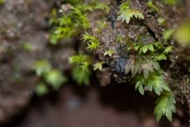 Attēlu rezultāti vaicājumam “Gyroweisia tenuis”