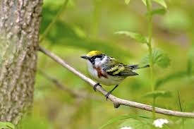 Image result for Dendroica pensylvanica