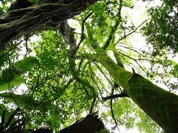 Attēlu rezultāti vaicājumam “Sphagnum”