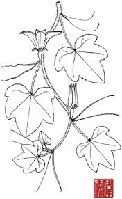 Attēlu rezultāti vaicājumam “Cucurbita pepo leaf”