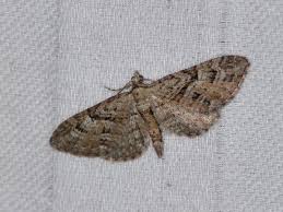 Attēlu rezultāti vaicājumam “Eupithecia pusillata”