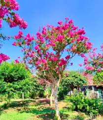 Image result for Lagerstroemia