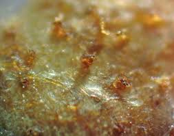 Attēlu rezultāti vaicājumam “Lycogala cf. oleocrystalliferum”