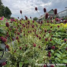 Image result for Sanguisorba officinalis