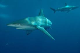 Image result for Carcharhinus limbatus