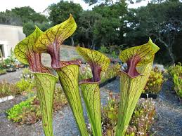 Attēlu rezultāti vaicājumam “Neckera complanata sporophyte”