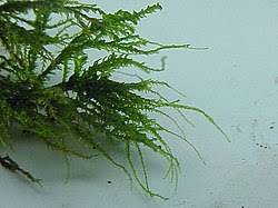 Attēlu rezultāti vaicājumam “Anomodon attenuatus”