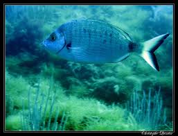 Image result for Diplodus puntazzo