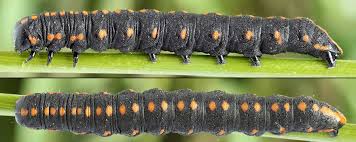 Attēlu rezultāti vaicājumam “Cucullia lucifuga”