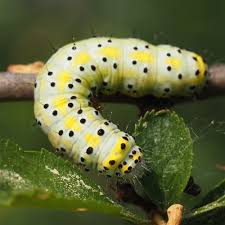 Attēlu rezultāti vaicājumam “Diloba caeruleocephala”