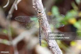 Attēlu rezultāti vaicājumam “Aeshna mixta female”