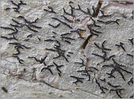 Attēlu rezultāti vaicājumam “Graphis scripta”