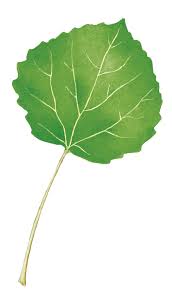 Attēlu rezultāti vaicājumam “Populus tremula leaf”