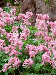 Attēlu rezultāti vaicājumam “Corydalis solida”