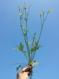 Attēlu rezultāti vaicājumam “Ranunculus polyanthemos”