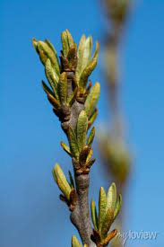 Attēlu rezultāti vaicājumam “Hippophae rhamnoides female flower”
