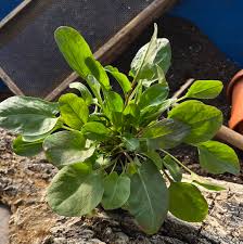 Image result for Sauerampfer