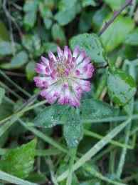 Attēlu rezultāti vaicājumam “Trifolium pratense flower”