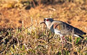 Attēlu rezultāti vaicājumam “Vanellus vanellus adult”