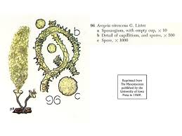 Attēlu rezultāti vaicājumam “Arcyria minuta stalked”