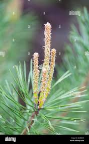Attēlu rezultāti vaicājumam “Pinus sylvestris male flower”