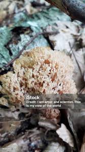 Attēlu rezultāti vaicājumam “Ramaria flava”