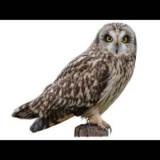 Attēlu rezultāti vaicājumam “Asio flammeus”