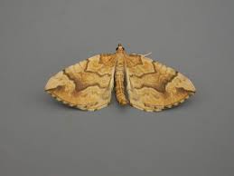 Attēlu rezultāti vaicājumam “Eulithis mellinata”