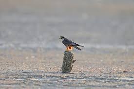 Attēlu rezultāti vaicājumam “Falco subbuteo”