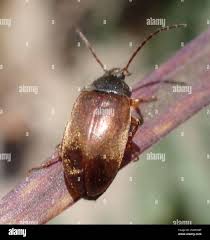 Attēlu rezultāti vaicājumam “Isomira murina”