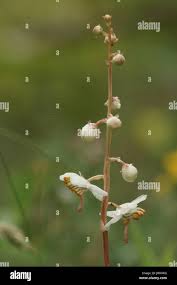 Attēlu rezultāti vaicājumam “Pyrolaceae”