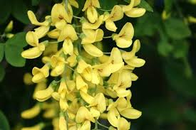 Attēlu rezultāti vaicājumam “Laburnum anagyroides flower”